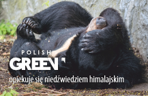 Zostaliśmy  opiekunem Całki, niedźwiedzicy himalajskiej z wrocławskiego zoo